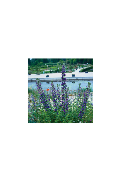 Żmijowiec Echium vulgare