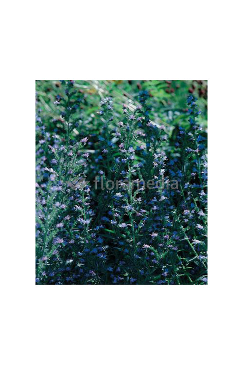 Żmijowiec Echium vulgare