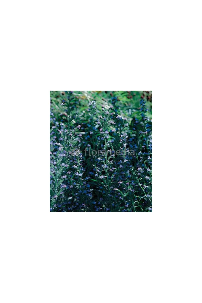 Żmijowiec Echium vulgare