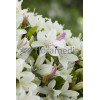 Azalia japońska 'Albiflorum'Azalea japonica