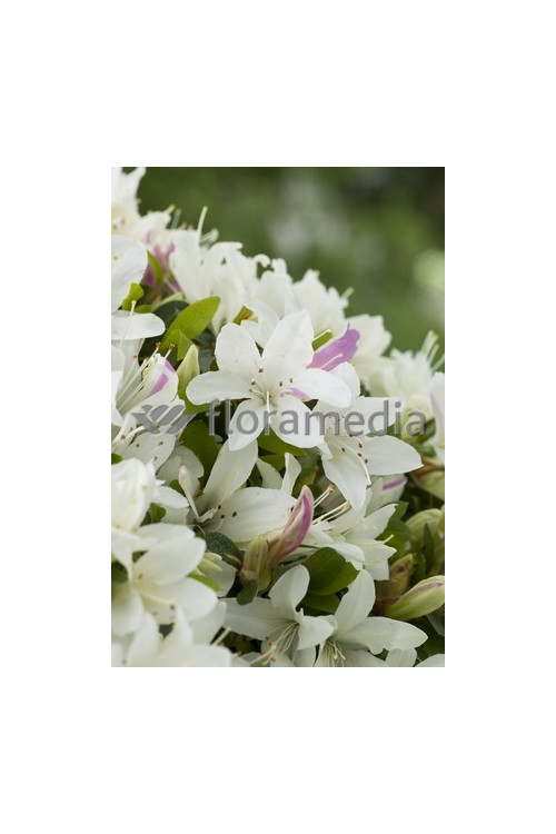 Azalia japońska 'Albiflorum'Azalea japonica