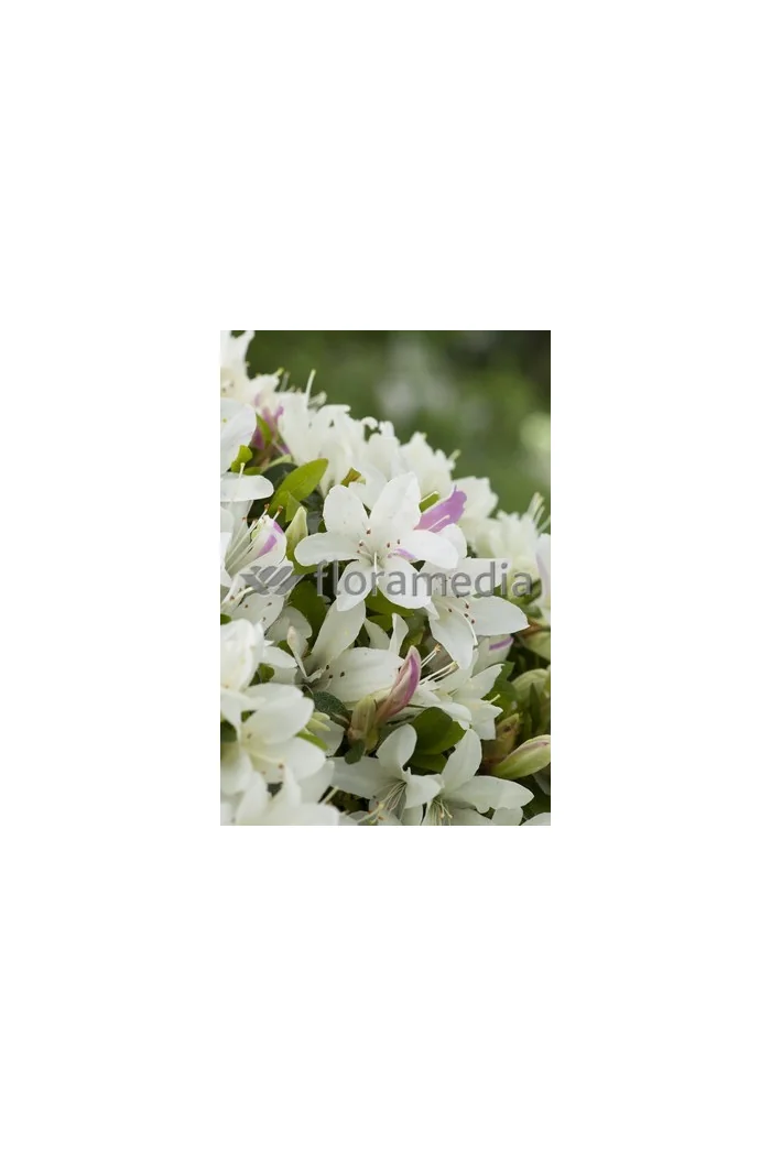 Azalia japońska 'Albiflorum'Azalea japonica