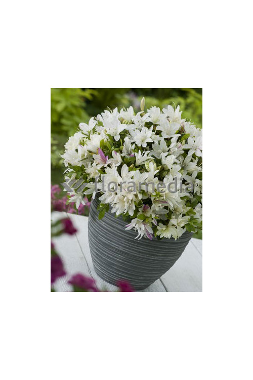Azalia japońska 'Albiflorum'Azalea japonica