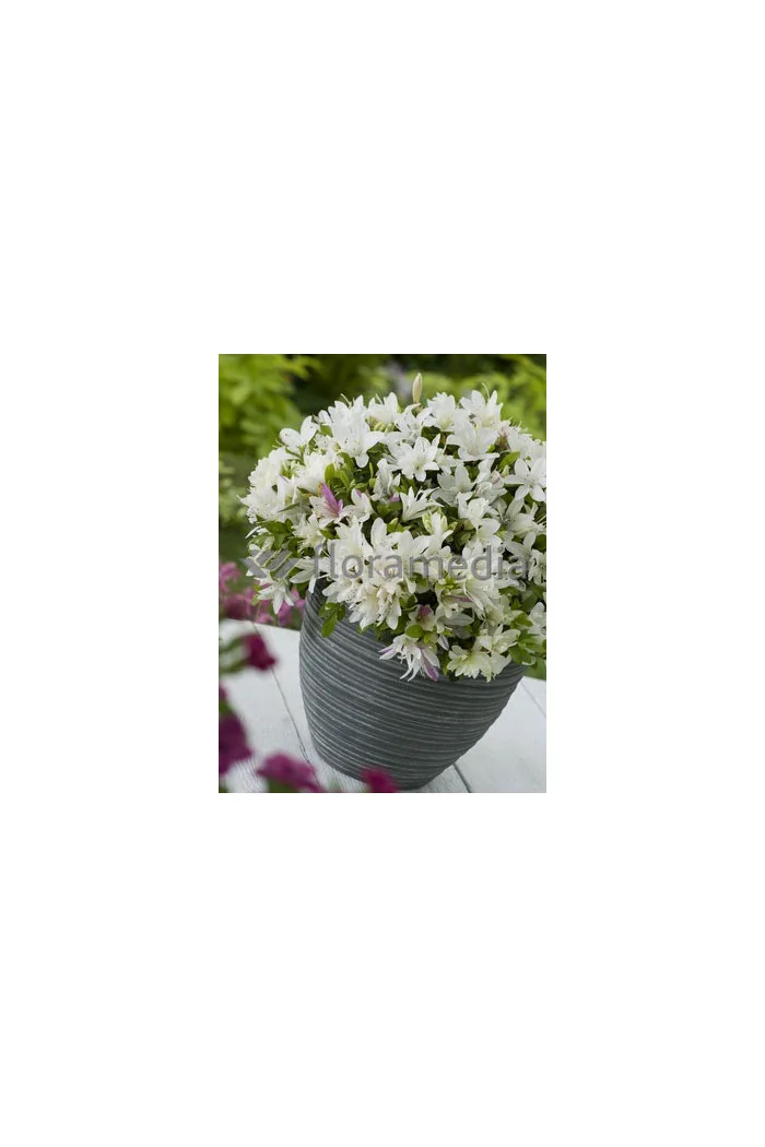 Azalia japońska 'Albiflorum'Azalea japonica