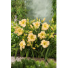 Liliowiec 'Arctic Snow' | Hemerocallis