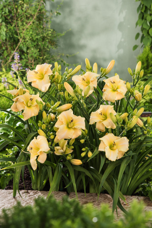 Liliowiec 'Arctic Snow' | Hemerocallis