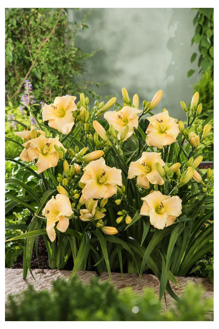 Liliowiec 'Arctic Snow' | Hemerocallis