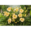 Liliowiec 'Arctic Snow' | Hemerocallis