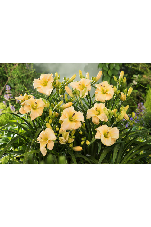 Liliowiec 'Arctic Snow' | Hemerocallis