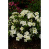 Azalia japońska 'Schneeperle' | Azalea japonica