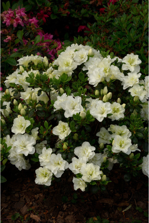 Azalia japońska 'Schneeperle' | Azalea japonica