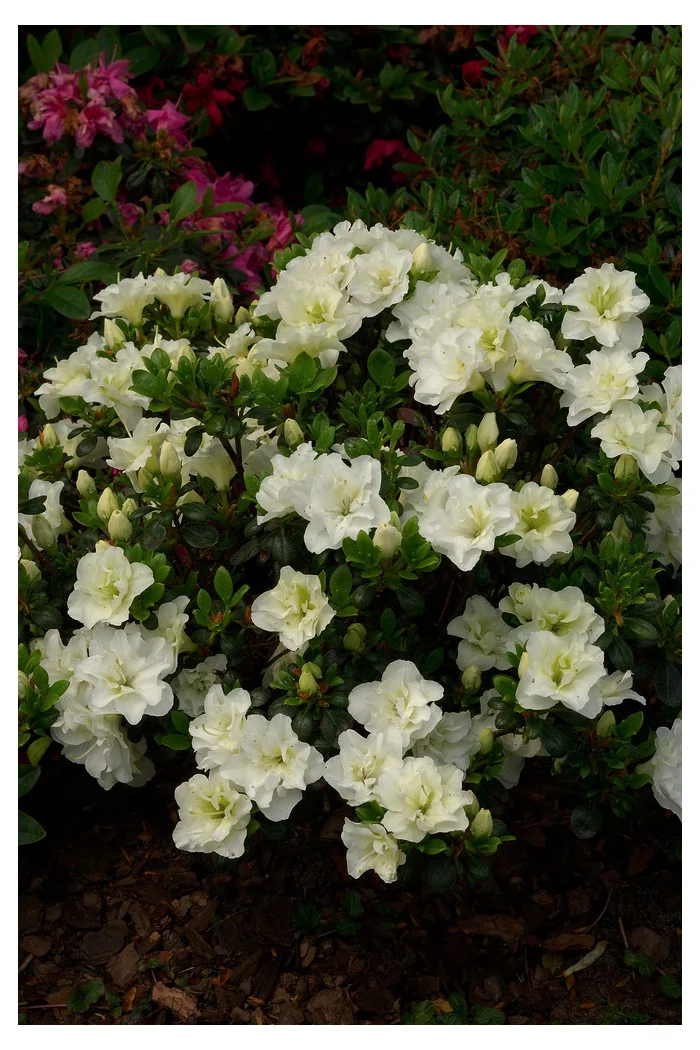 Azalia japońska 'Schneeperle' | Azalea japonica