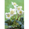 Ciemiernik biały 'Christmas Carol' Helleborus niger