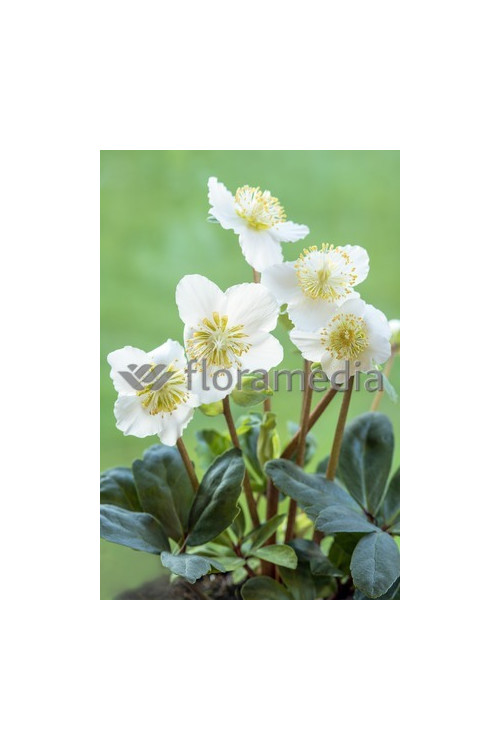 Ciemiernik biały 'Christmas Carol' Helleborus niger