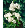 Jaśminowiec 'Snowbelle' | Philadelphus