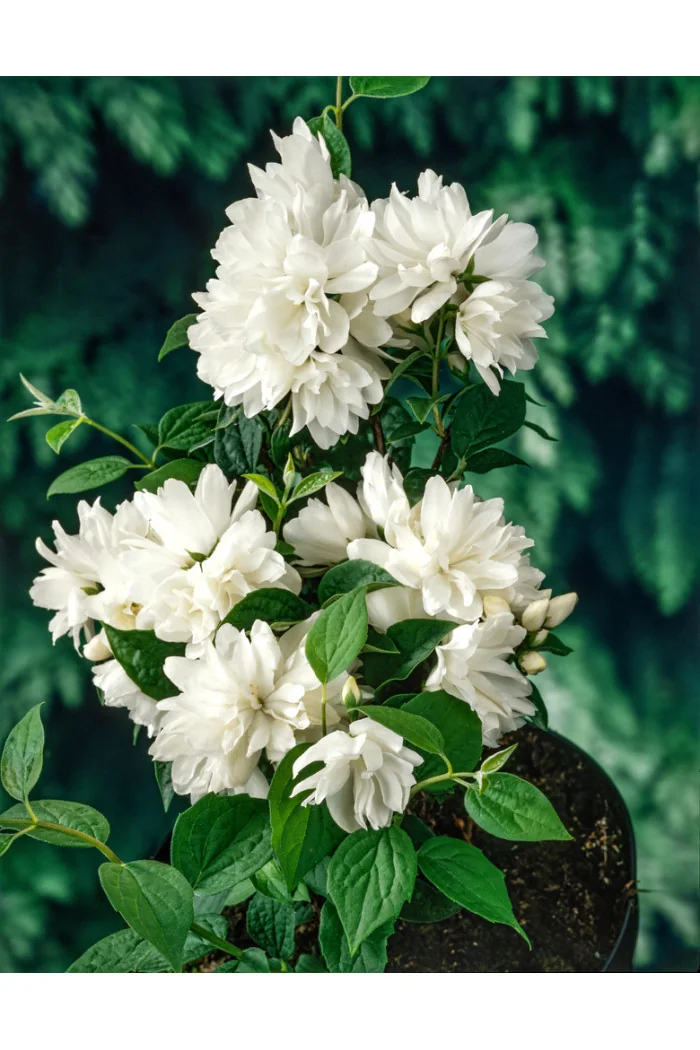 Jaśminowiec 'Snowbelle' | Philadelphus