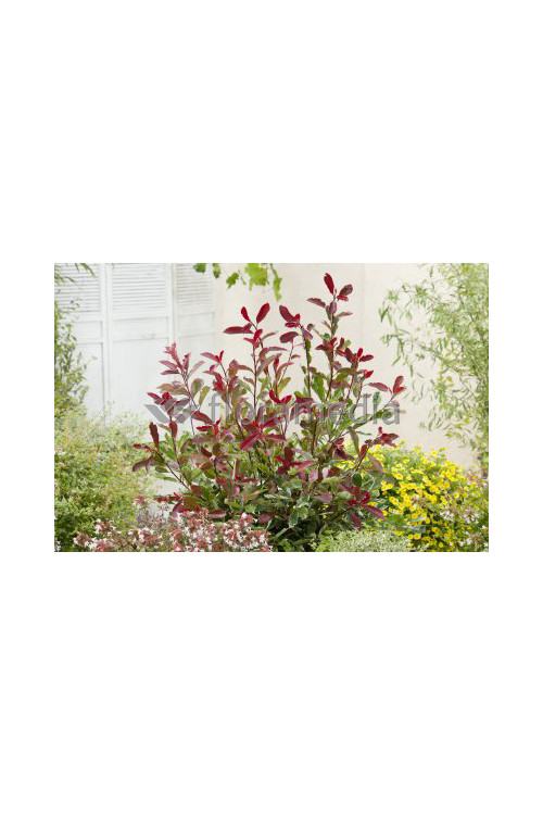 Głogownik 'Pink Marble' Photinia fraseri