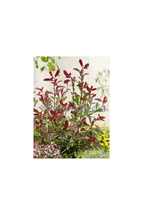 Głogownik 'Pink Marble' Photinia fraseri