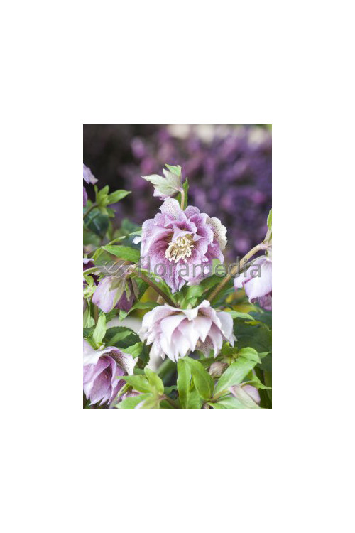 Ciemiernik 'Double Crown Rose' Helleborus orientalis