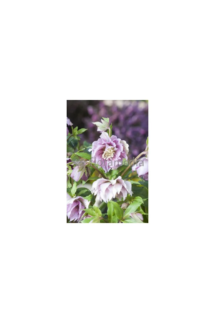 Ciemiernik 'Double Crown Rose' Helleborus orientalis