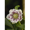 Ciemiernik 'Double Crown Rose' Helleborus orientalis