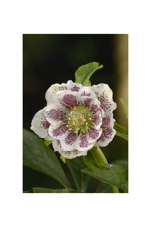 Ciemiernik 'Double Crown Rose' Helleborus orientalis