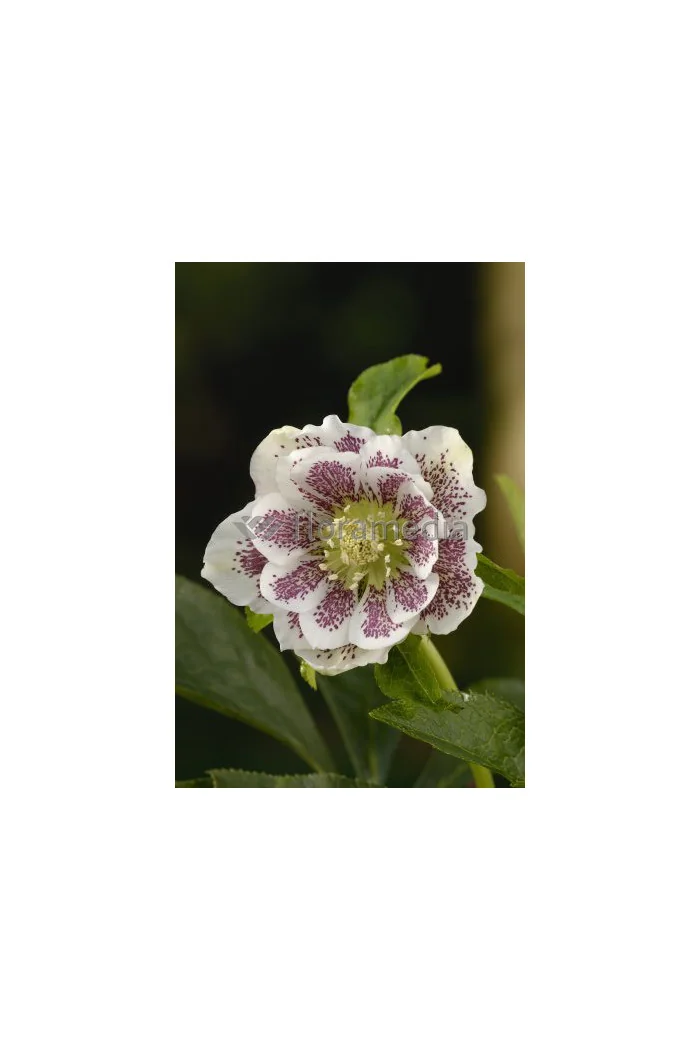 Ciemiernik 'Double Crown Rose' Helleborus orientalis