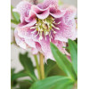 Ciemiernik 'Double Crown Rose' Helleborus orientalis