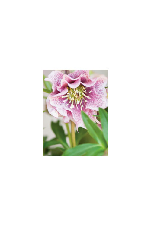 Ciemiernik 'Double Crown Rose' Helleborus orientalis
