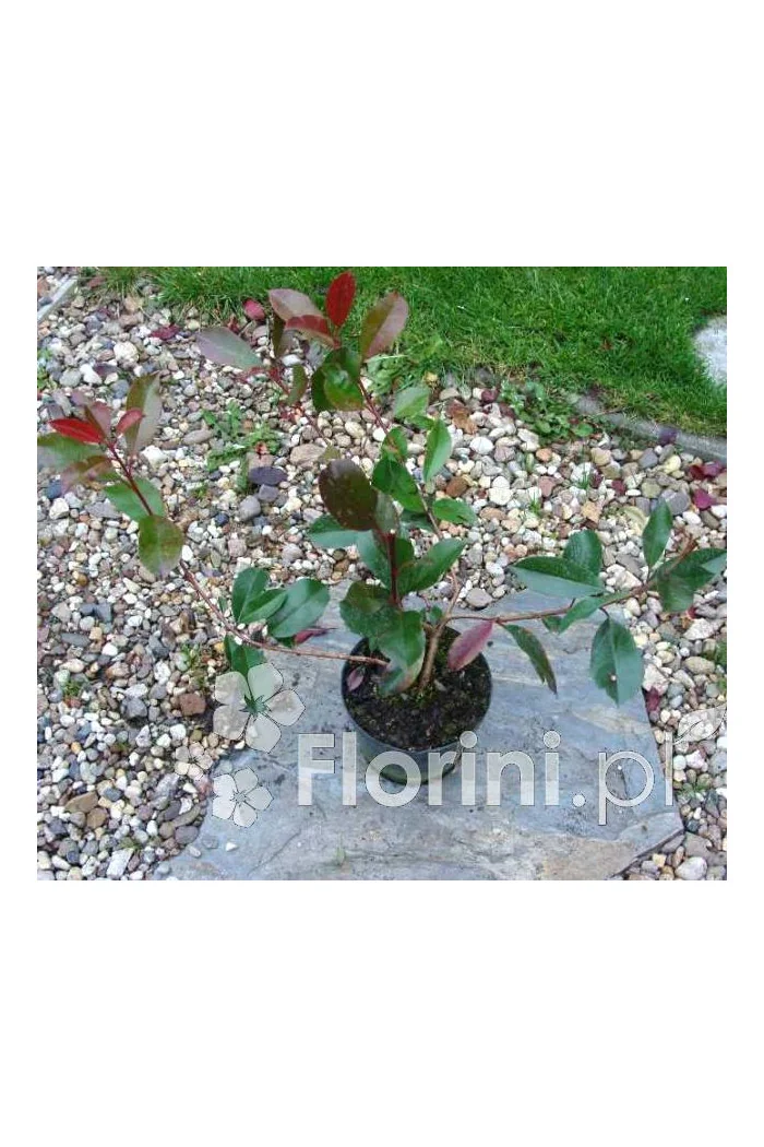 Głogownik 'Pink Marble' Photinia fraseri