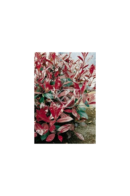 Głogownik 'Pink Marble' Photinia fraseri