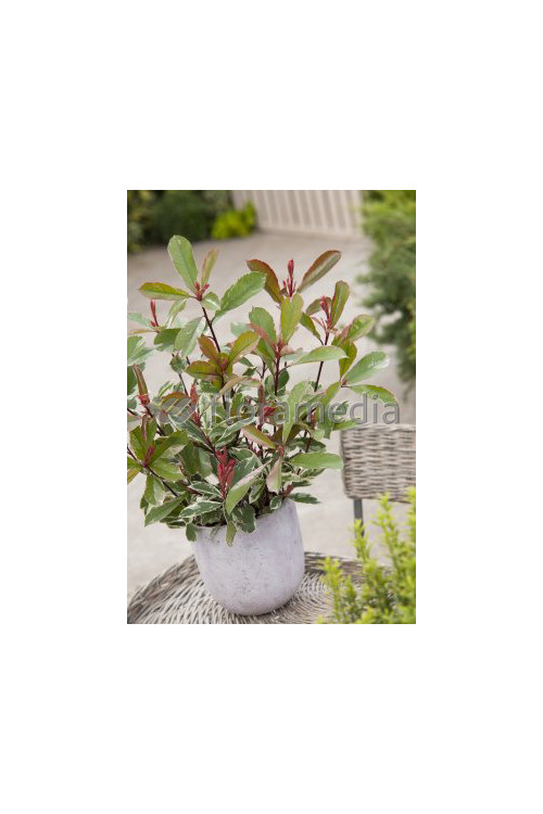 Głogownik 'Pink Marble' Photinia fraseri