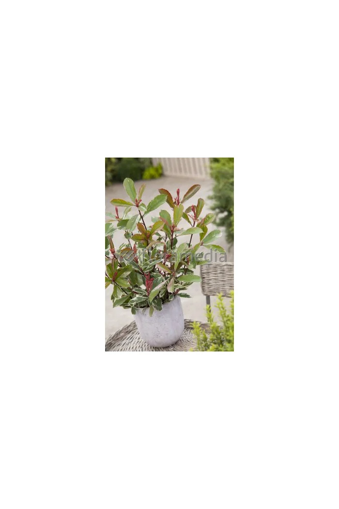 Głogownik 'Pink Marble' Photinia fraseri