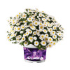 Aster 'Alpha White' | Aster