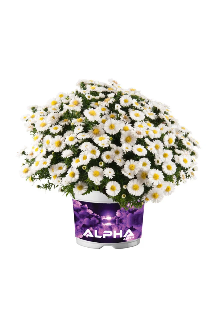Aster 'Alpha White' | Aster