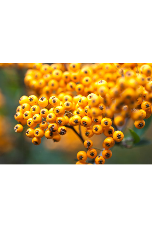 Ognik szkarłatny 'Soleil d'or' Pyracantha coccinea