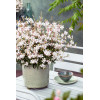 Gaura 'Gaudi White' | Gaura