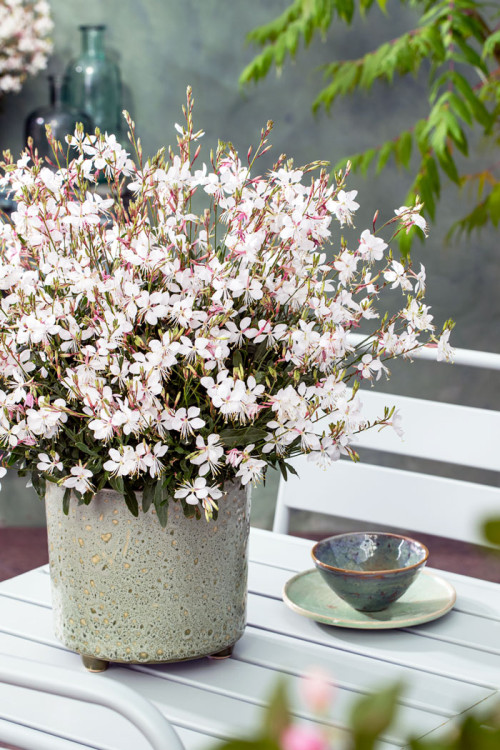 Gaura 'Gaudi White' | Gaura