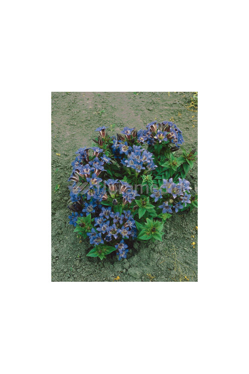 Goryczka siedmiodzielna Gentiana septemfida var. Lagodechiana Select