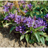 Goryczka siedmiodzielna Gentiana septemfida var. Lagodechiana Select