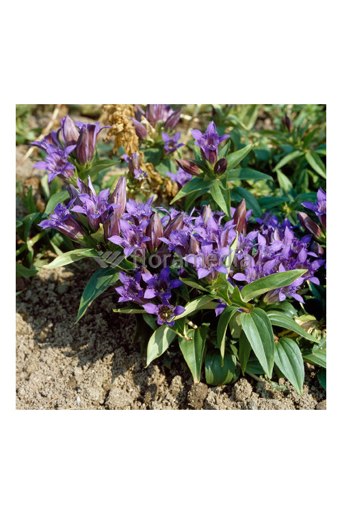 Goryczka siedmiodzielna Gentiana septemfida var. Lagodechiana Select