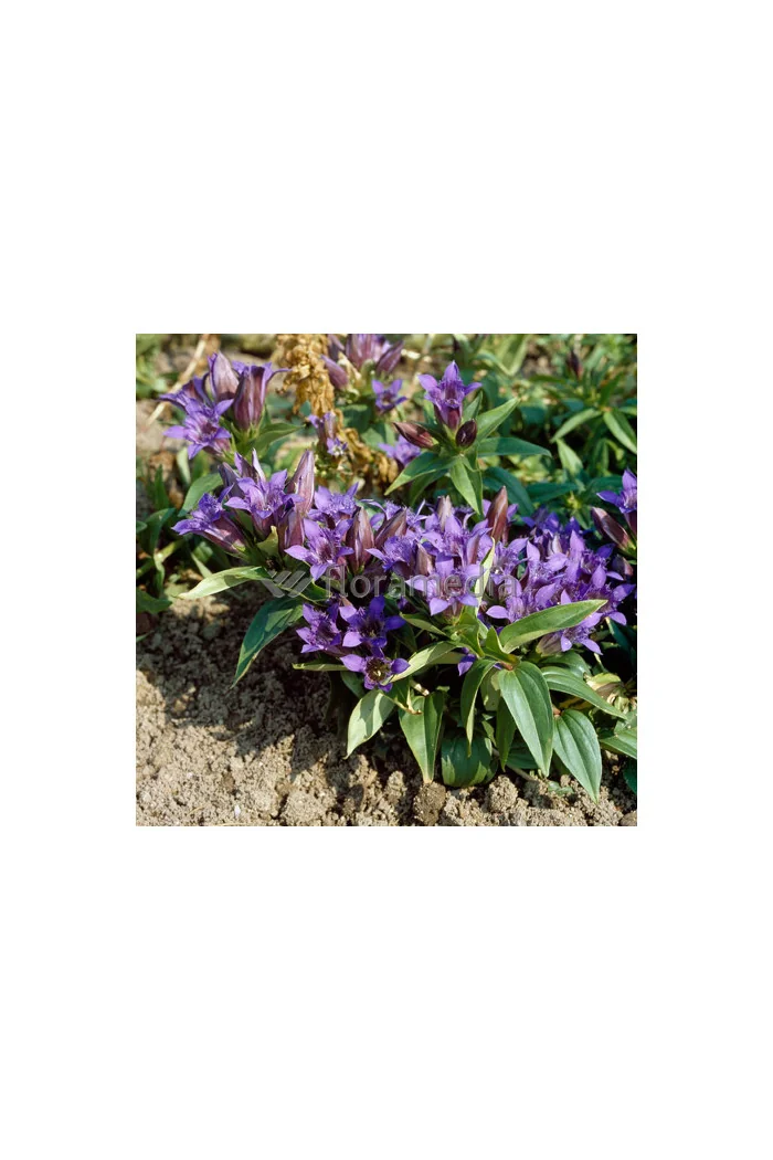 Goryczka siedmiodzielna Gentiana septemfida var. Lagodechiana Select