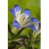 Goryczka siedmiodzielna Gentiana septemfida var. Lagodechiana Select
