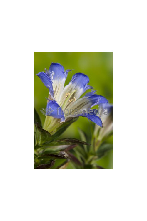 Goryczka siedmiodzielna Gentiana septemfida var. Lagodechiana Select