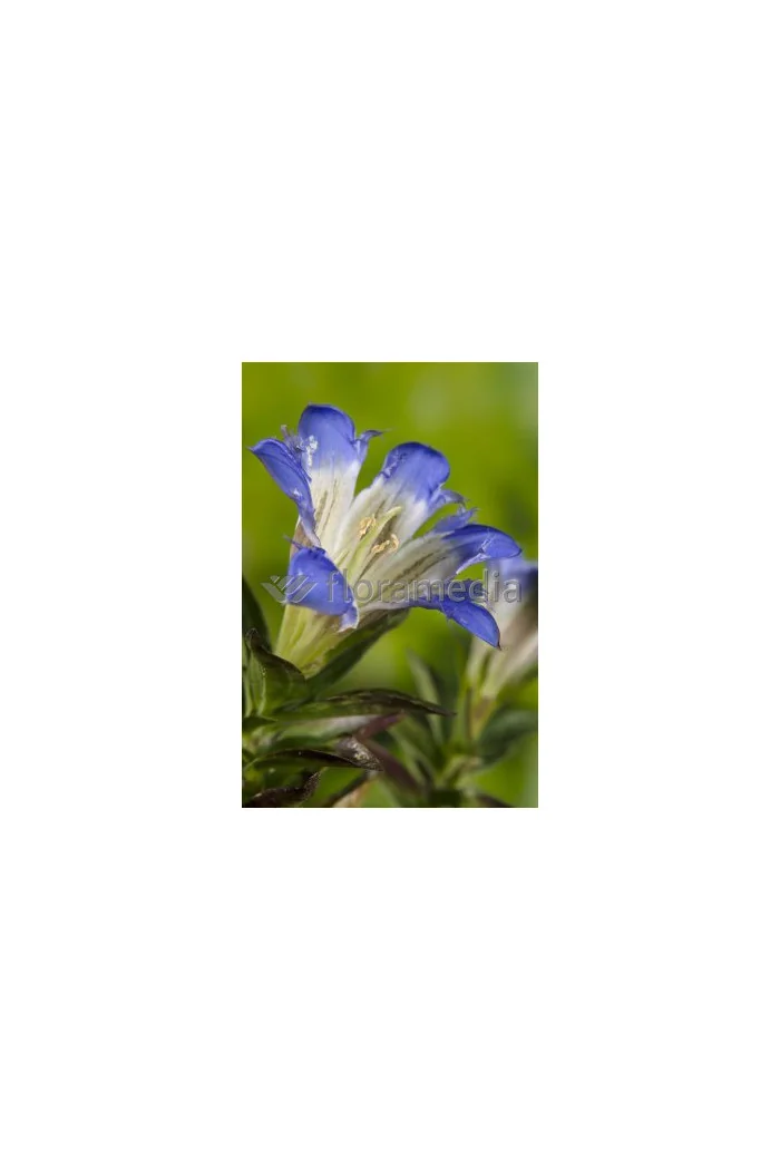Goryczka siedmiodzielna Gentiana septemfida var. Lagodechiana Select