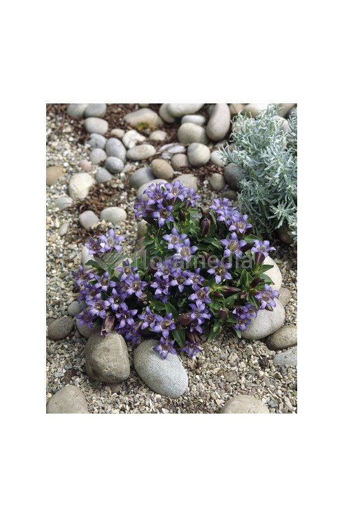 Goryczka siedmiodzielna Gentiana septemfida var. Lagodechiana Select