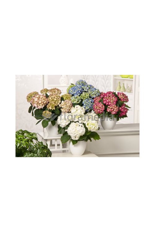 Hortensja ogrodowa 'Soeur Therese' | Hydrangea macrophylla