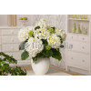 Hortensja ogrodowa 'Soeur Therese' | Hydrangea macrophylla