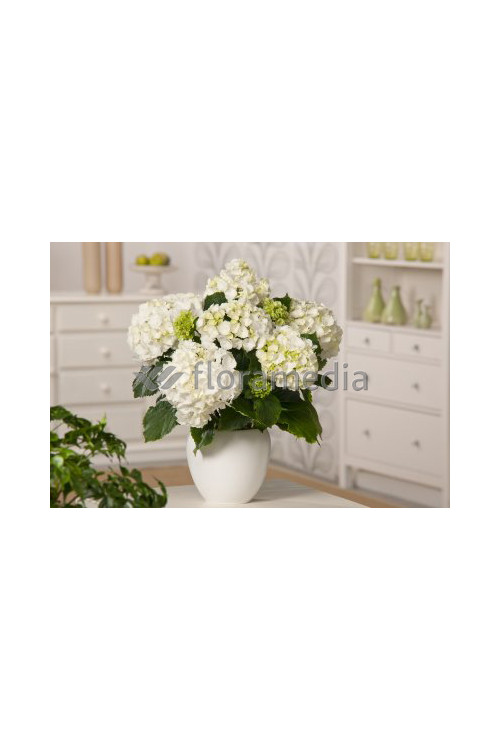 Hortensja ogrodowa 'Soeur Therese' | Hydrangea macrophylla