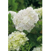 Hortensja ogrodowa 'Soeur Therese' | Hydrangea macrophylla